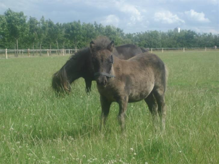 Shetlænder breezer  - på fold sammen med mor billede 1