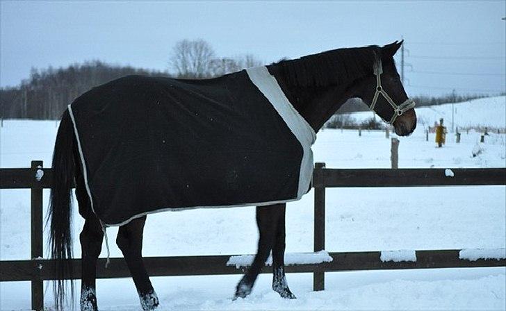 Dansk Varmblod marco bell - vinter 2010 - taget af Cecilie billede 3