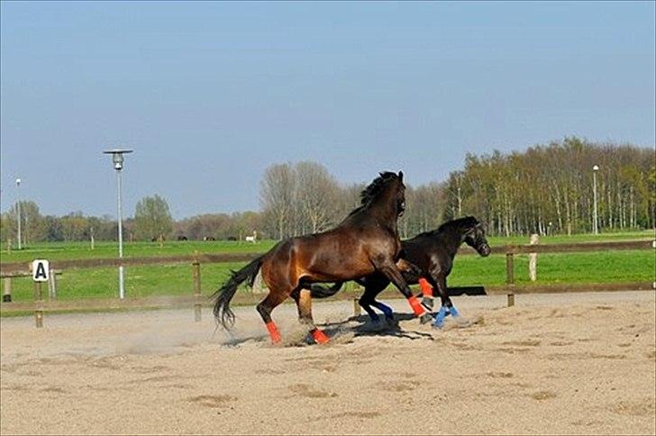 Dansk Varmblod marco bell - Marco leger med topgun :o) billede 9