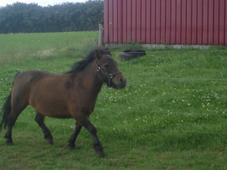 Shetlænder frida   - hun elsker at komme ud i det gode vejr billede 2