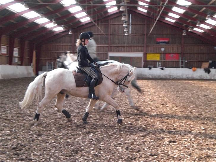 Anden særlig race Romeo (Himmelhest) - dressur med thilde  - 09. billede 11