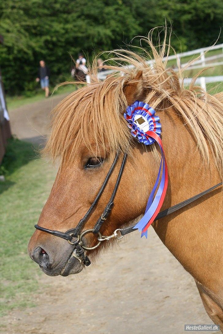 Islænder - ASI - Damp'dyret.<3 - ´ Will you stay with my side, forever? Yes, I will!<3 ´
Vores 3. roset! <3
Hanne Pedersen 2010 billede 2