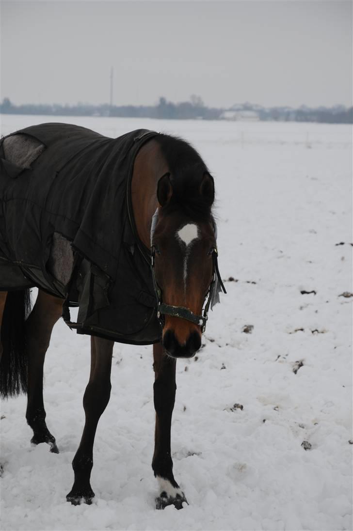 Dansk Varmblod quality gersdorf  billede 1