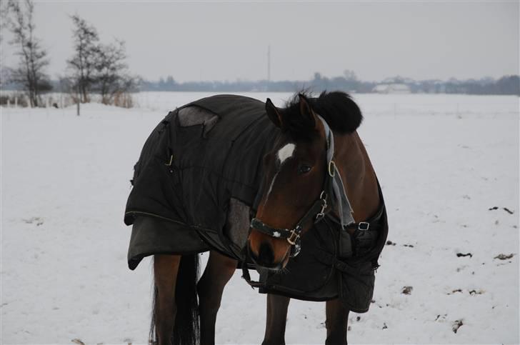 Dansk Varmblod quality gersdorf  billede 2