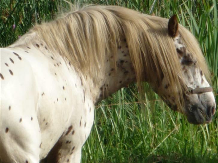 Knabstrupper Nico DØD R.I.P billede 10