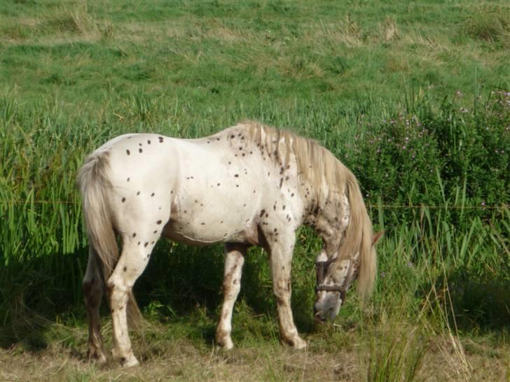 Knabstrupper Nico DØD R.I.P billede 11