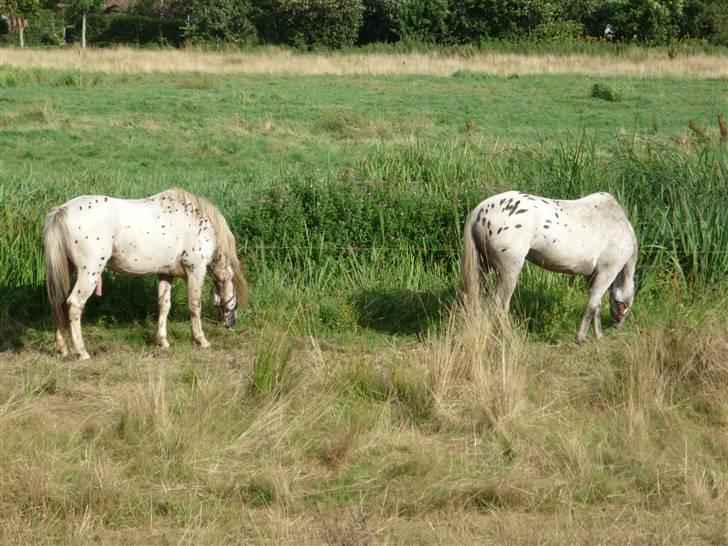 Knabstrupper Nico DØD R.I.P - her er Nico og hans kæreste Pearl det er min mors hoppe som er blevet bedækket af Nico  billede 12