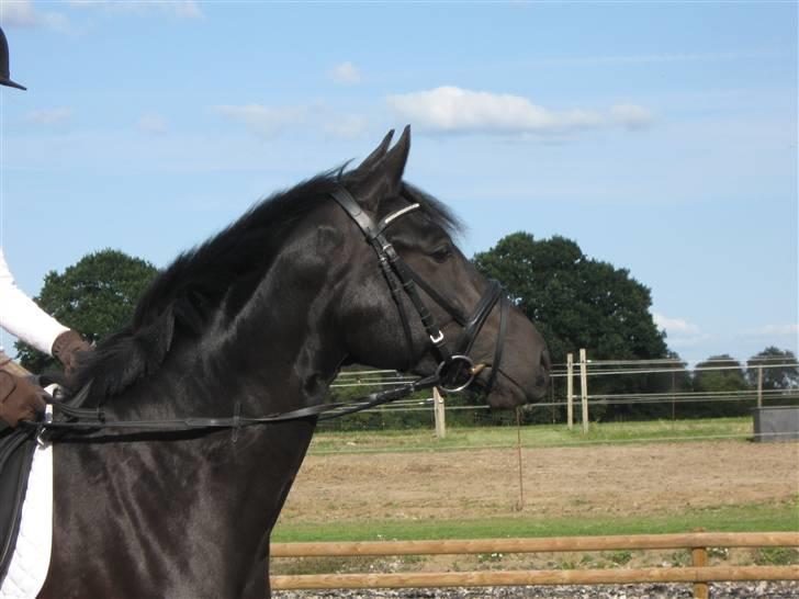 Tysk Sportspony Westendorf Harmonie *B-Pony* billede 11