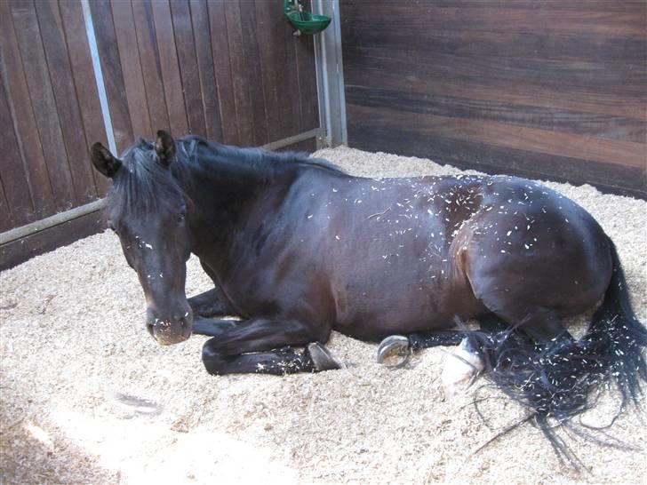 Tysk Sportspony Westendorf Harmonie *B-Pony* - hvor er du bare sød Hamse ! :D <3  billede 12