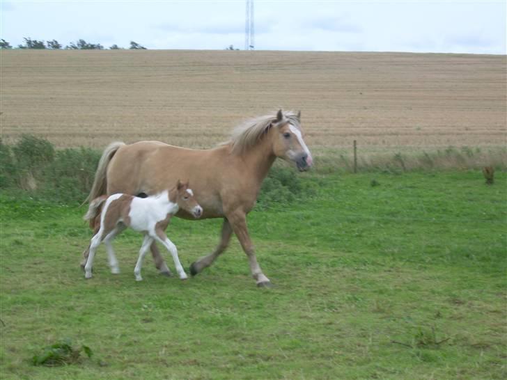 Anden særlig race Scirocco - D. 14. august 2009. billede 11