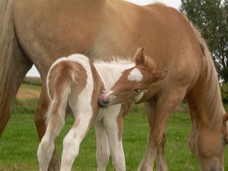 Anden særlig race Scirocco - D. 14. august 2009. billede 12