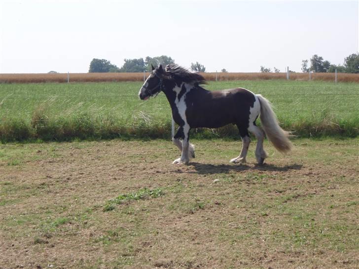 Irish Cob Duke - Duke, der løber lidt rundt og kigger på sine nye kammerater. billede 4