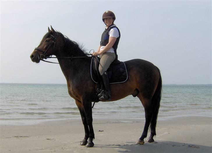 New Forest Pan (Panse Mandse) - Min mor og Pan på Gudmindrup Strand. billede 15