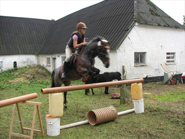 Tysk Sportspony Nelly   - springtræning hjemme :´) 105cm billede 2