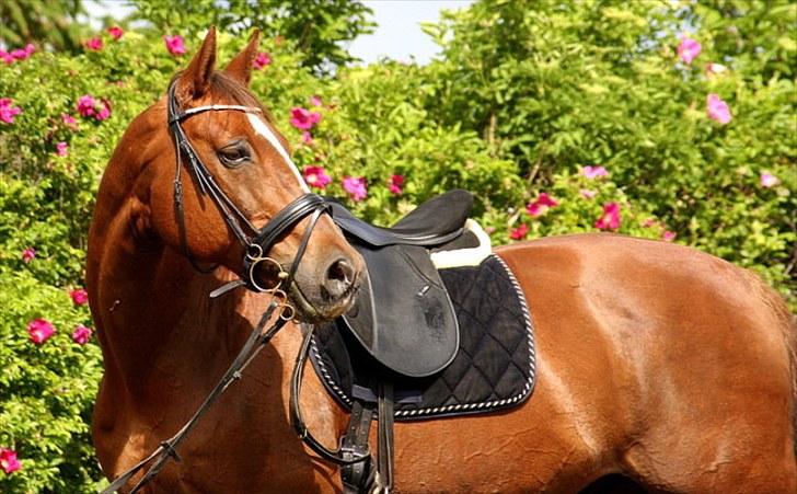 Dansk Varmblod Sprudalshøjs Guvanør - Taget af Camilla Lauridsen billede 12