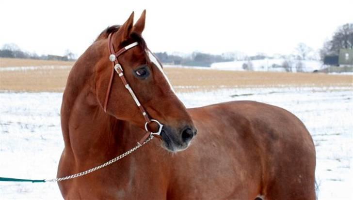 Dansk Varmblod Sprudalshøjs Guvanør - Taget af Camilla Lauridsen billede 13