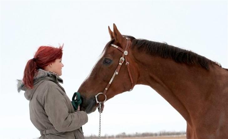 Dansk Varmblod Sprudalshøjs Guvanør - Taget af Camilla Lauridsen billede 14