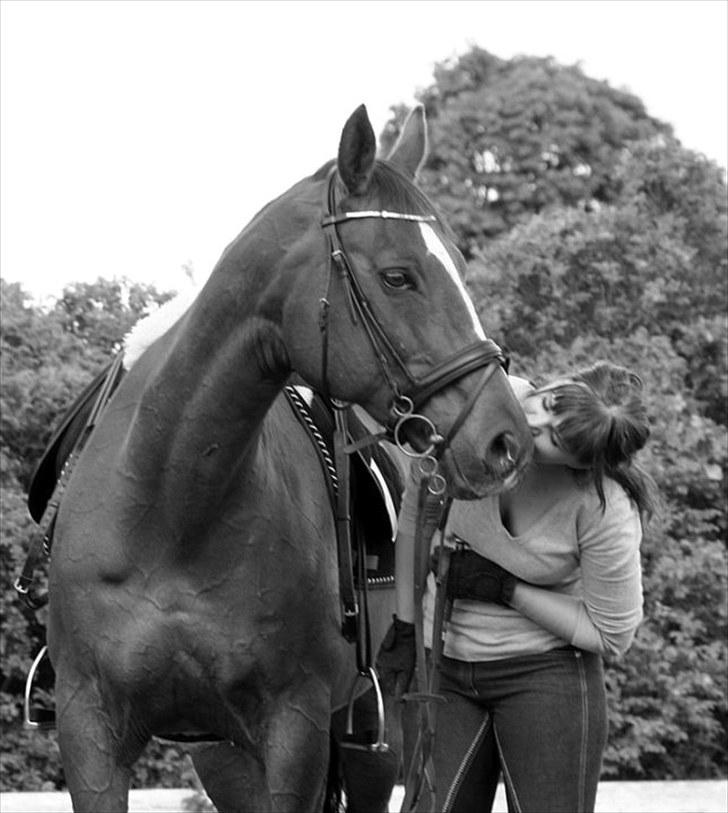 Dansk Varmblod Sprudalshøjs Guvanør - Taget af Camilla Lauridsen billede 15