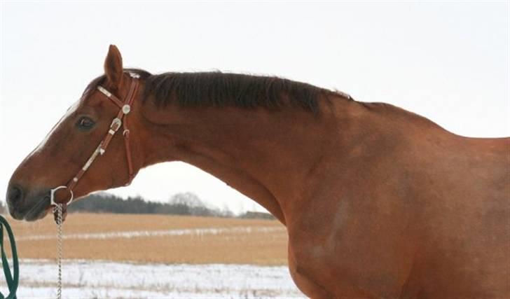 Dansk Varmblod Sprudalshøjs Guvanør - Taget af Camilla Lauridsen billede 16