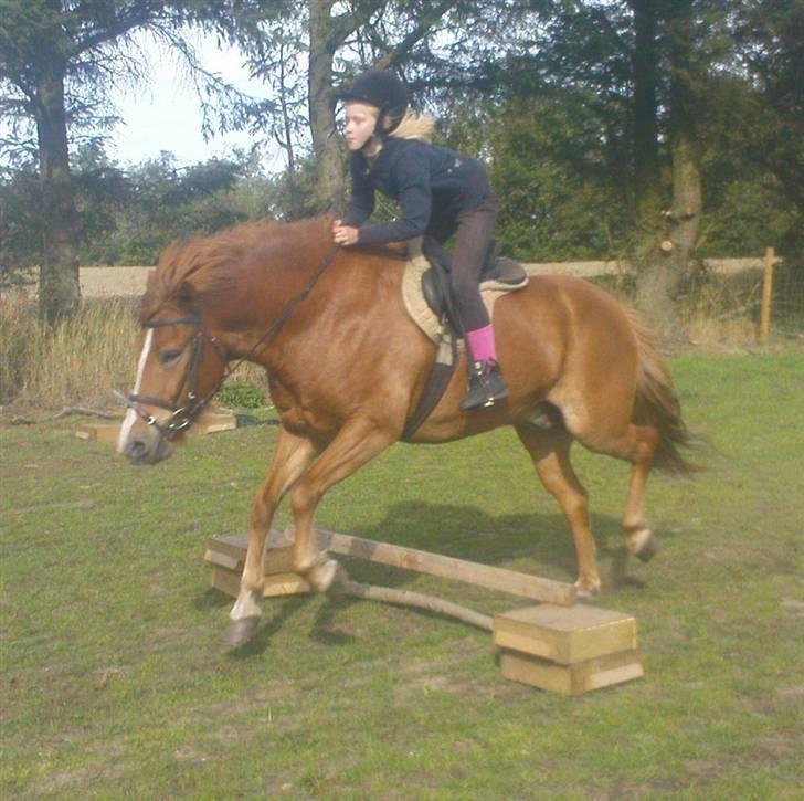 Islænder Iði  x-part billede 10