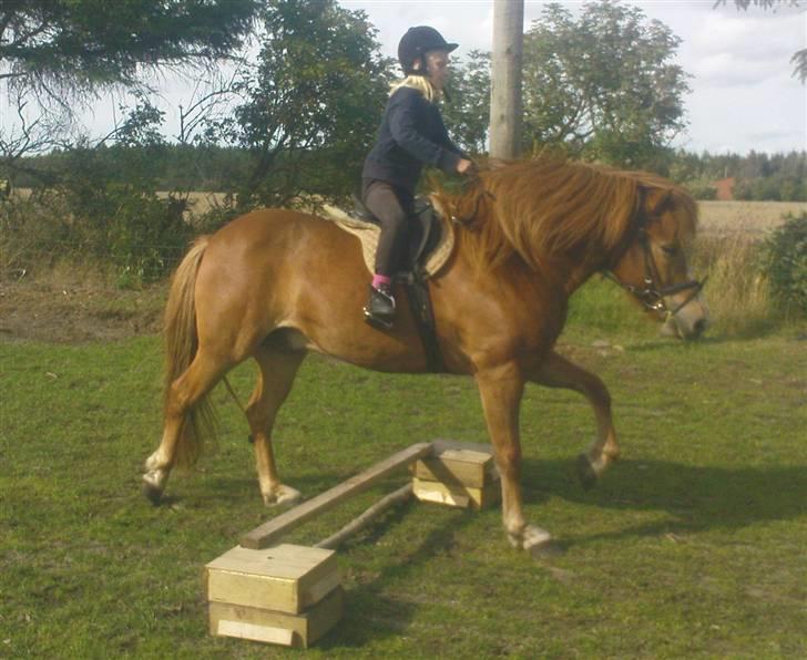 Islænder Iði  x-part billede 11