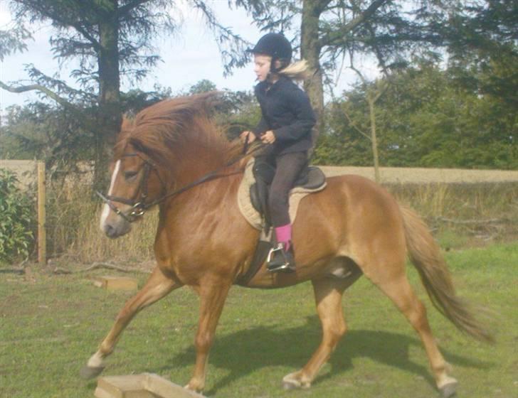 Islænder Iði  x-part billede 13