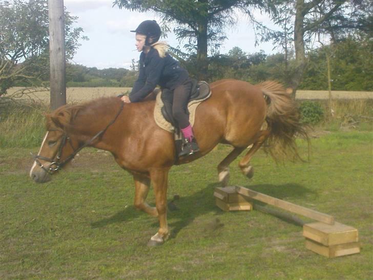 Islænder Iði  x-part billede 14