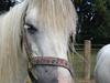 Welsh Mountain (sec A) Lundehuset's Misty SOLGT [Tidl. hest]