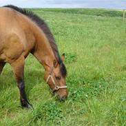 Anden særlig race Prins Valentine - SOLGT -