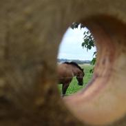 Anden særlig race Prins Valentine - SOLGT -