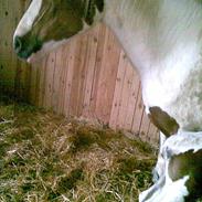 Pinto Birkevangs Inka