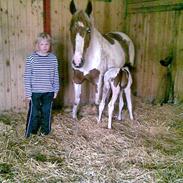 Pinto Birkevangs Inka