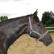 Anden særlig race Capt. Morgan