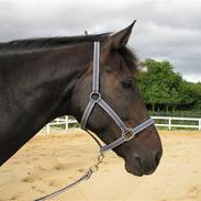 Anden særlig race Capt. Morgan