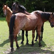 Anden særlig race Flipper