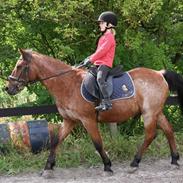 Anden særlig race Flipper