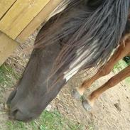 Anden særlig race Zelia  