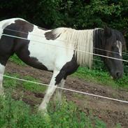 Anden særlig race Zelia  