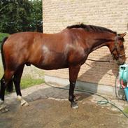 Oldenborg Thaison