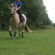 Fjordhest Bonto *R.I.P.*