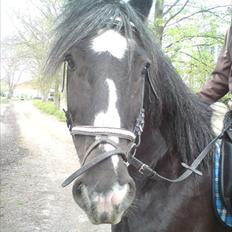 Tinker Major Mentz ( tidligere hest )