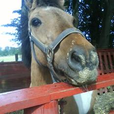 Anden særlig race Lunte †R.I.P†