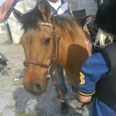 Anden særlig race Lunte †R.I.P†