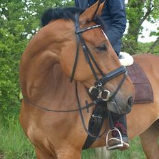 Anden særlig race Sunshine