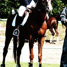 Sportsaraber (A) Alsita Ox 