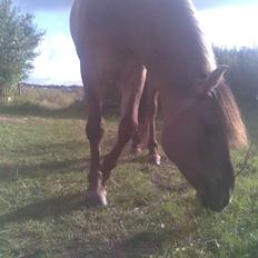 Konik Polski Manton