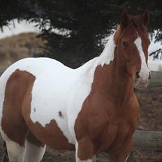 Paint Ima Cutter Kid (mors)