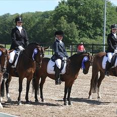 Hollandsk Sportspony Miss-Shadow (Aflivet)