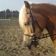 Tyroler Haflinger Fie **SOLGT**