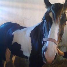 Pinto Mindy - [Red engang]